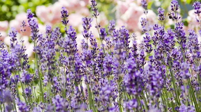 ingredient minune ajuta lavanda infloreasca