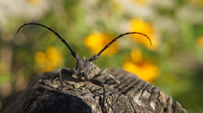 cum sa tii insectele departe casa ta