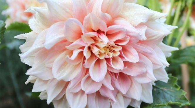 o vara plina de culoare incepe cu plantarea bulbilor de flori alege soiurile favorite dintr o gama diversificata