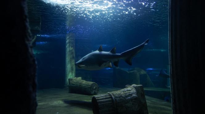 soneria pesti utrecht sustinatori lume