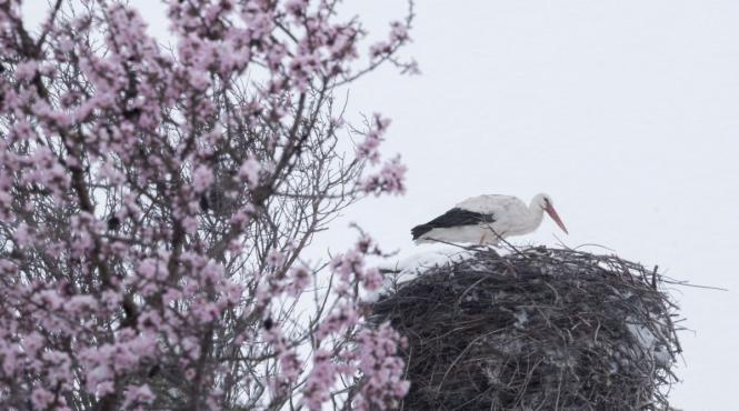 primavara intoarce romania temperaturi ridicate ploi vreme paste 2025
