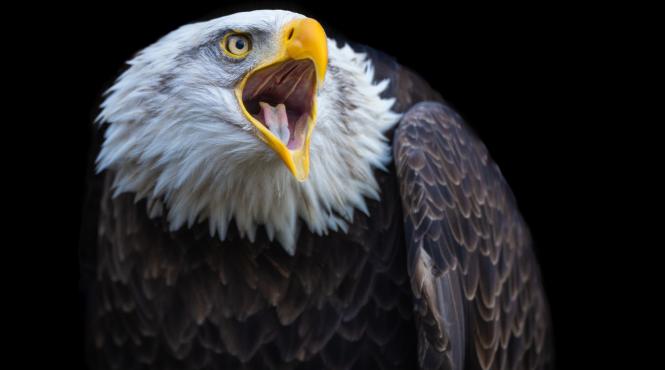 moarte murphy vultur plesuv tata adoptiv pui ranit