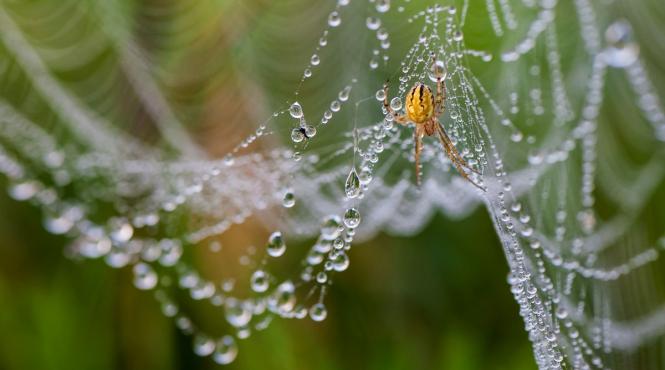 panze paianjen opere arta turn medieval judetul sibiu