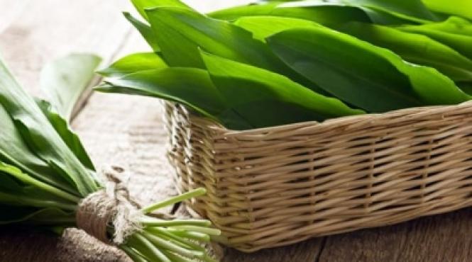 leurda usturoi salbatic primavara puteri vindecatoare elixir