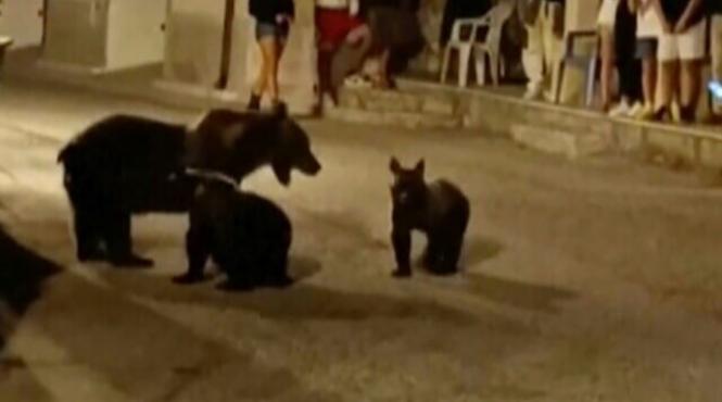 alerta ursoaica pui comuna mures