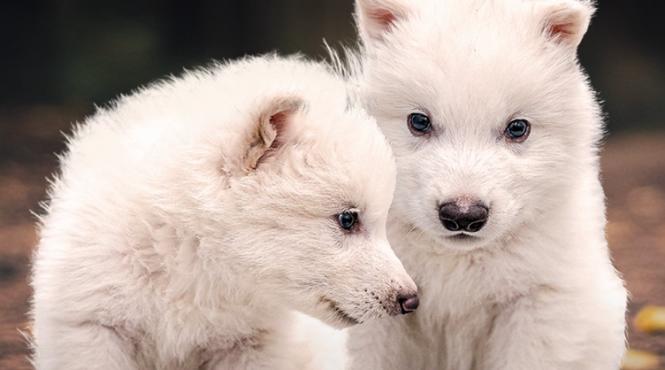 dire wolf lupi preistorici giganti game of thrones adusi viata companie biotech sua