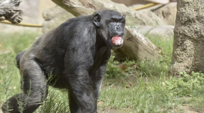 gradina zoologica barcelona ingrijire geriatrica animalele varstnice