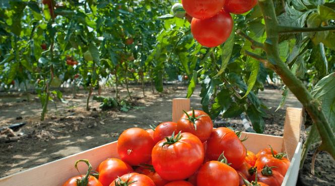 producatori fructe legume sprijin ger