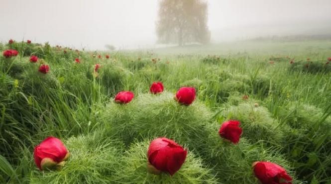 bujori stepa rezervatie