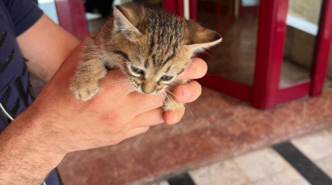 panou pisica pompieri