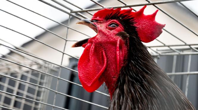 motivul uimitor cantat cocosi dimineata