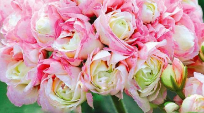 muscata trandafir regina balconului tau