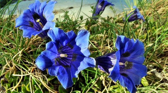 beneficiile pentru sanatate ale radacinii de gentiana care sunt riscurile