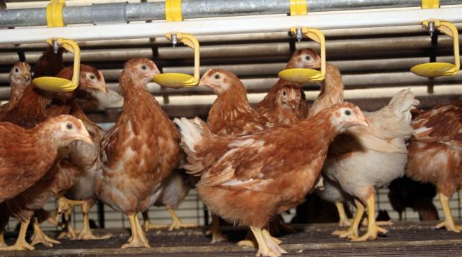 cum cumperi carne pui sanatoasa