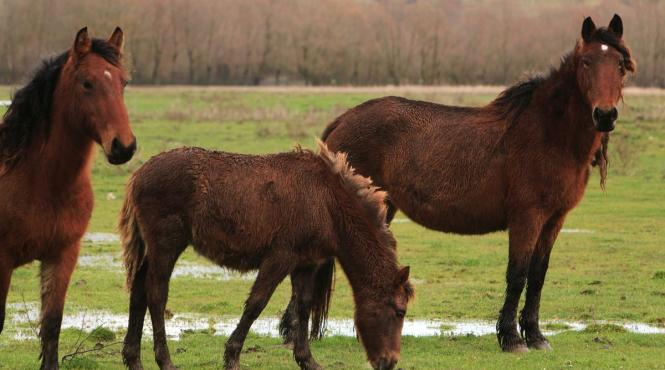 de ce dorm caii in picioare explicatia fascinanta din spatele acestui comportament unic