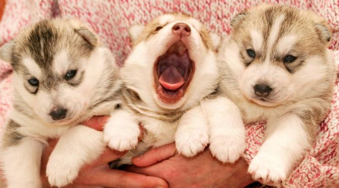 husky frumusete salbatica energie fara limite si loialitate pura