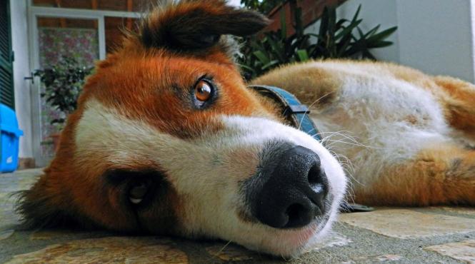 cum stii animal companie are probleme sanatate mintala