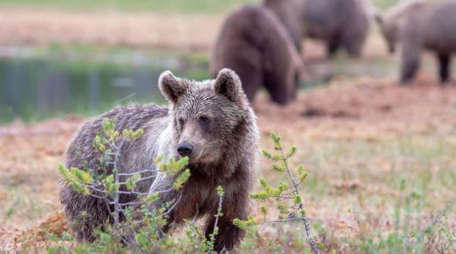 un urs lovit doua masini dn 1 sibiu trafic rutier dificil