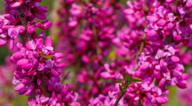 arborele iubirii bijuteria florala care infrumuseteaza gradina ta primavara