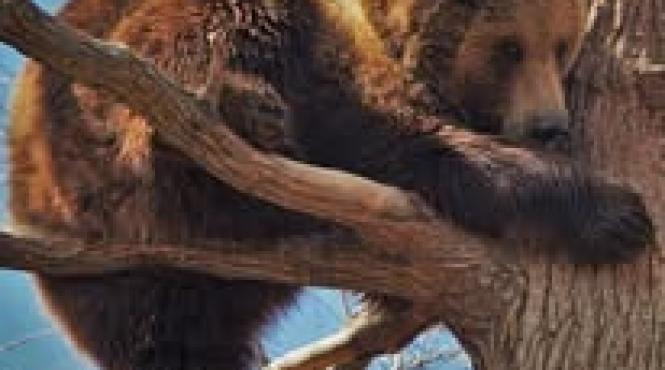 ursuleti sanctuar sacele