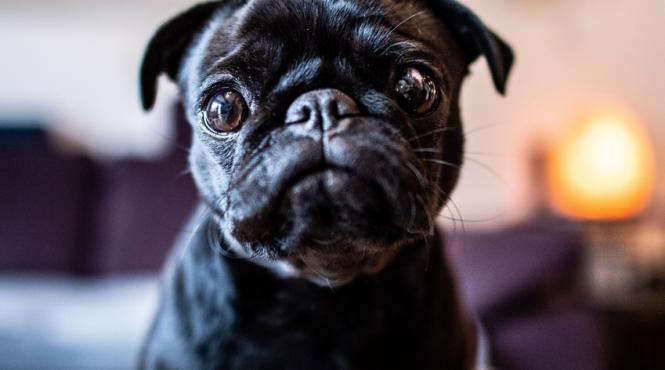 mops pug ghid crestere alintat iubitor prieten
