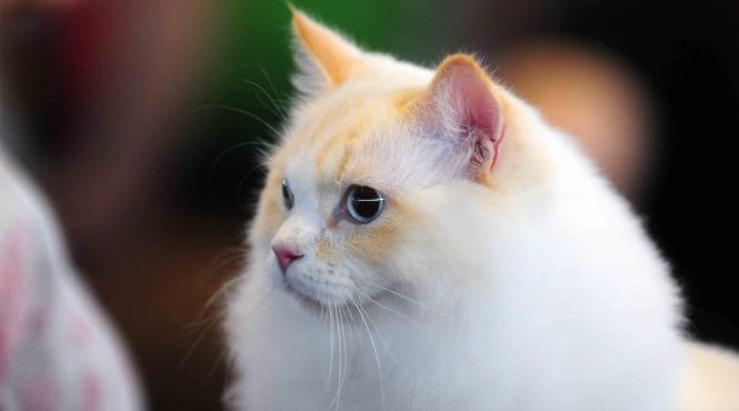 cum sa calculezi varsta pisicii