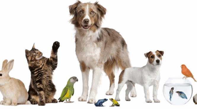 terapie animale sanatate psihica afectiuni