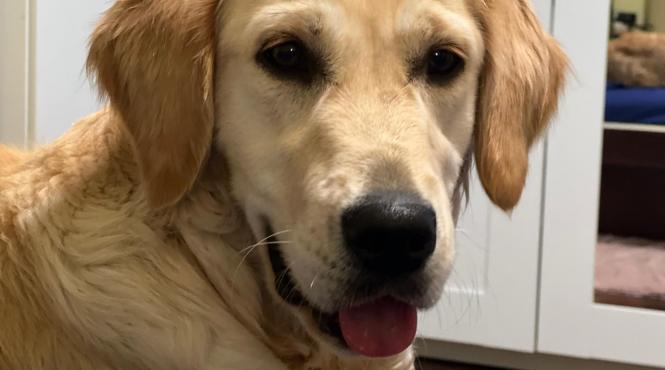 animal companie vindeca boli fizice psihice