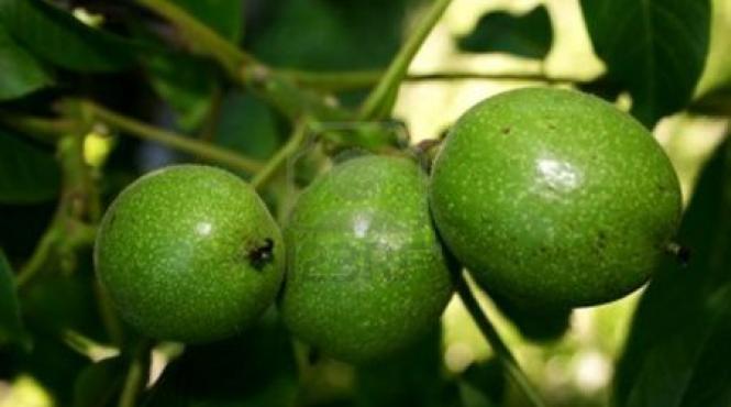 beneficiile tincturii nuci verzi sanatate