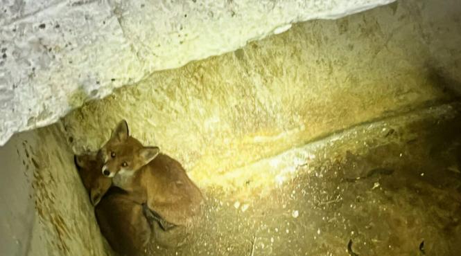 pui vulpe salvati pompieri canal dezafectat