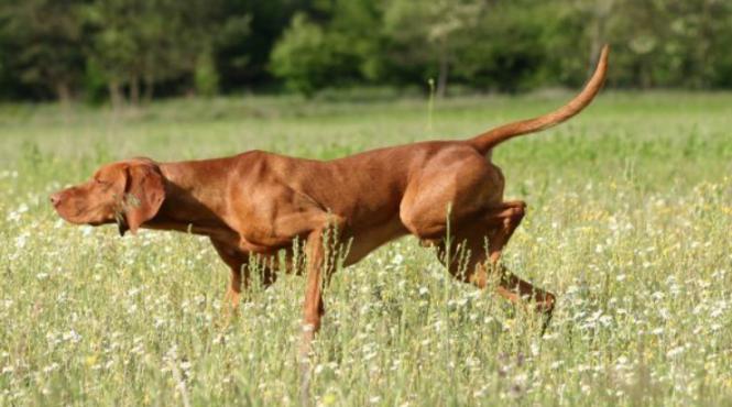 vizsla cainele de catifea cainele cu suflet sensibil si energie cat pentru doi