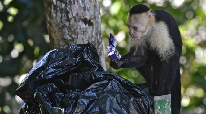 fenomen bizar maimutele capucin rapire pui alta specie