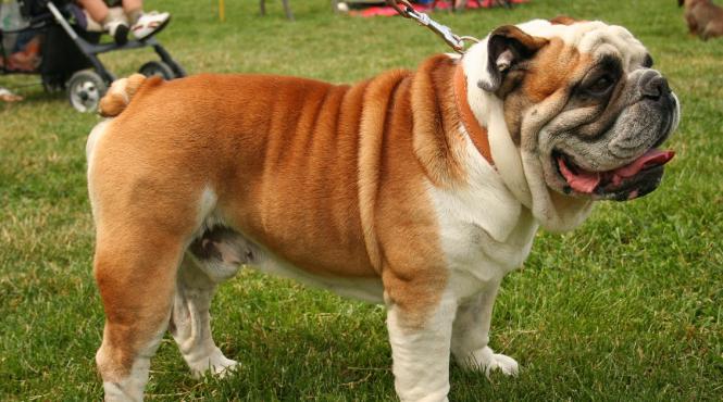 bulldogul englez tot ce trebuie sa stii despre cainele cu personalitate regala