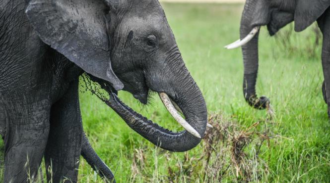 elefant ucis tren sri lanka masuri siguranta