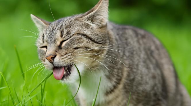 de ce mananca pisicile iarba iata raspunsul veterinarilor