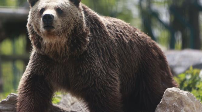 slovacia masuri drastice ursi sute animale impuscate carnea vanzare consum