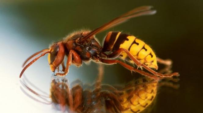 productia miere grav afectata vremea rea multe familii albine murit foame cat costa borcan miere