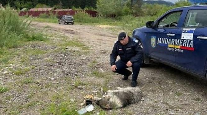 femeie caine tarat jandarmi