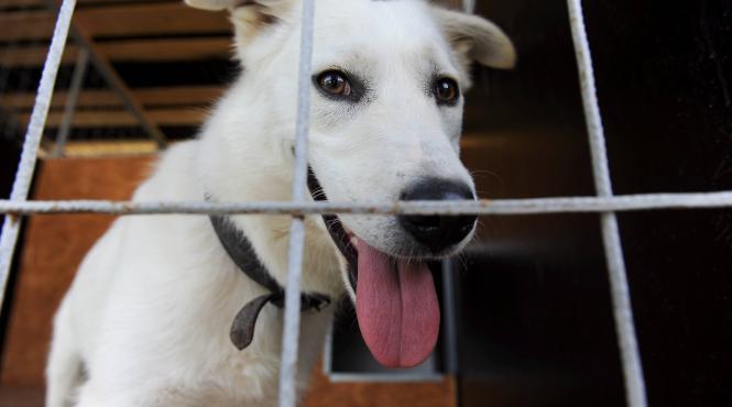 reguli adaposturi caini transmisii live