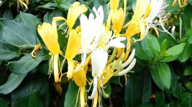 mana maicii domnului medicina traditionala chineza efecte antiinflamatorii antibacteriene