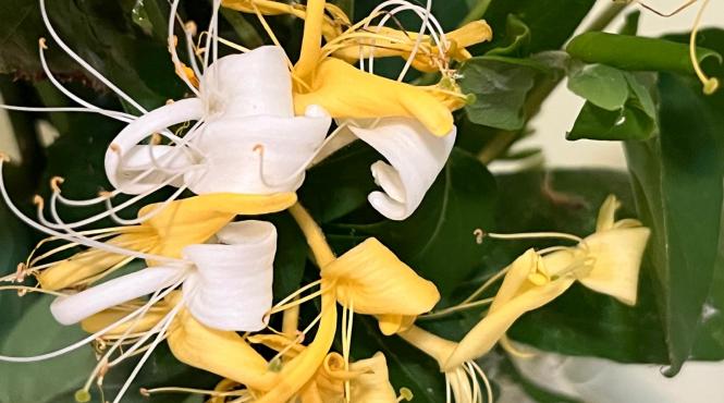 mana maicii domnului si secretul gradinarilor cum ingrijesti aceasta planta binecuvantata ca sa infloreasca toata vara