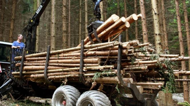 relansarea industriei prelucrare lemn ar aduce multi bani la bugetul statului