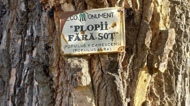 plopul fara sot al lui eminescu monument al naturii s a prabusit la iasi