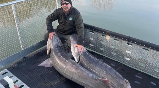 sturioni salvati portile de fier