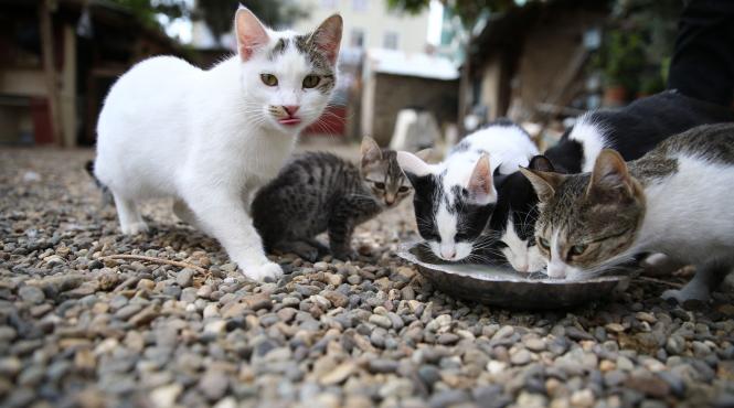 pisici abandon proprietar sanctionat