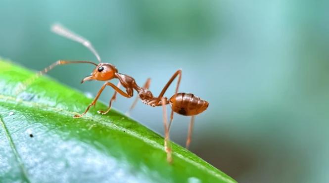 de ce apar furnicile in bucatarie si cum poti scapa rapid de ele