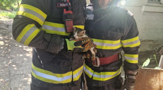 pisoi salvare fantana