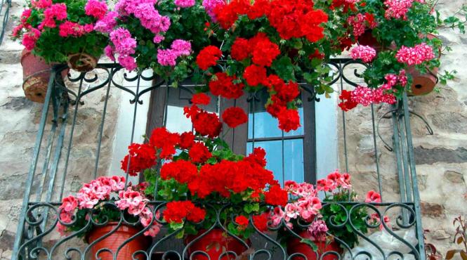 muscata zambila flori sens