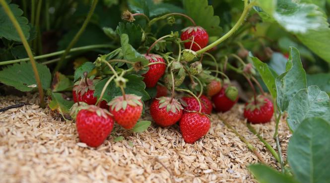 cum ingrijesti capsunile secret fructe delicioase sanatoase