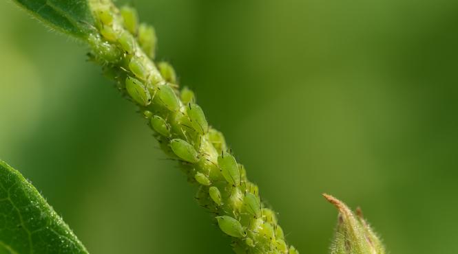 gradina invadata afide trucuri naturale fac minuni impotriva daunatorilor